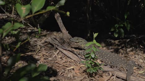 Goanna-Im-Wald,-Der-Sich-Unter-Der-Sonne-Aalt---Spitzenwaranreptil-Auf-Whitsunday-Island-In-Qld,-Australien