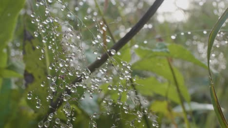 dew drops on grass