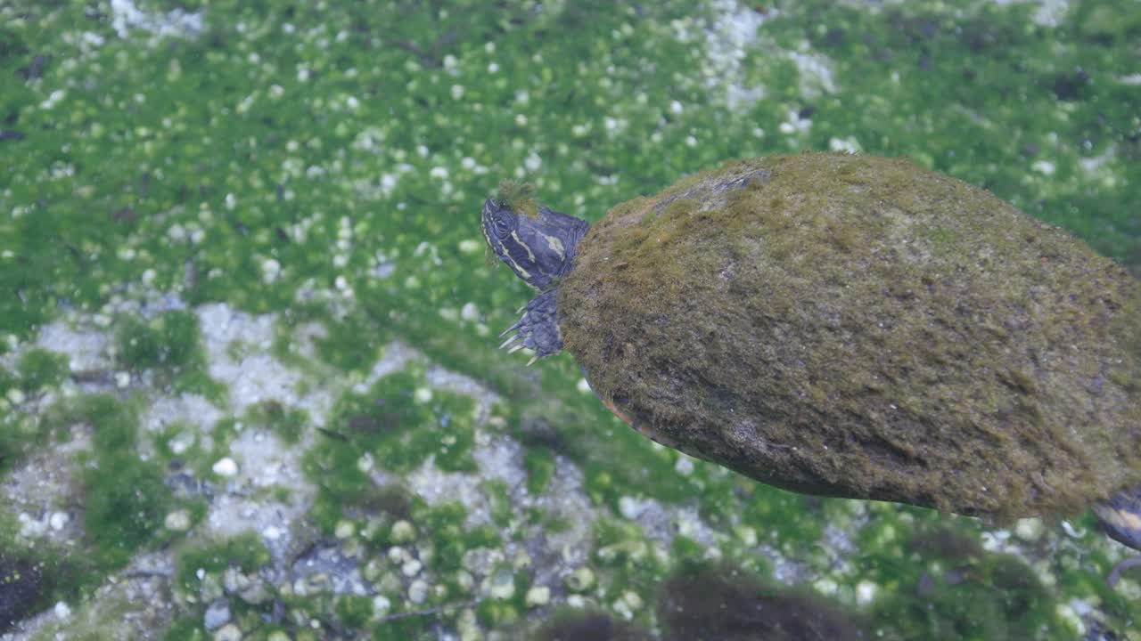 Algae covered turtle swimming in slow motion with vegetation and sand bottom background