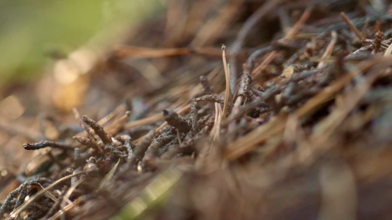hormigas que se arrastran por el suelo en el bosque meditativo de la temporada de otoño. estado de ánimo de otoño.
