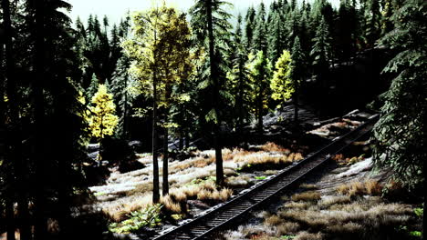 Train Tracks Through a Forest