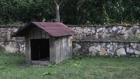 Shot-of-abandoned-dog-house-with-shingle-roof-in-backyard