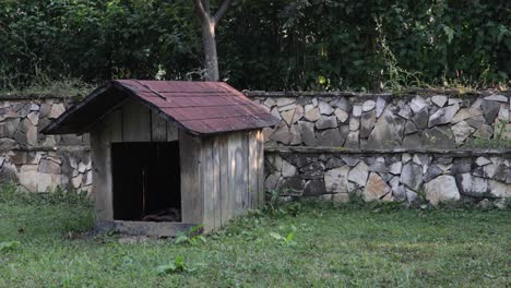 tiro de casa de perro abandonada con techo de tejas en el patio trasero
