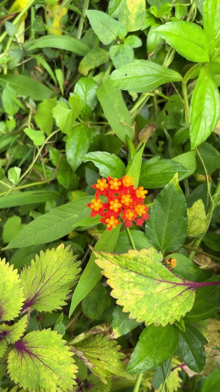 Vibrante flor de Lantana floreciendo en un exuberante jardín verde