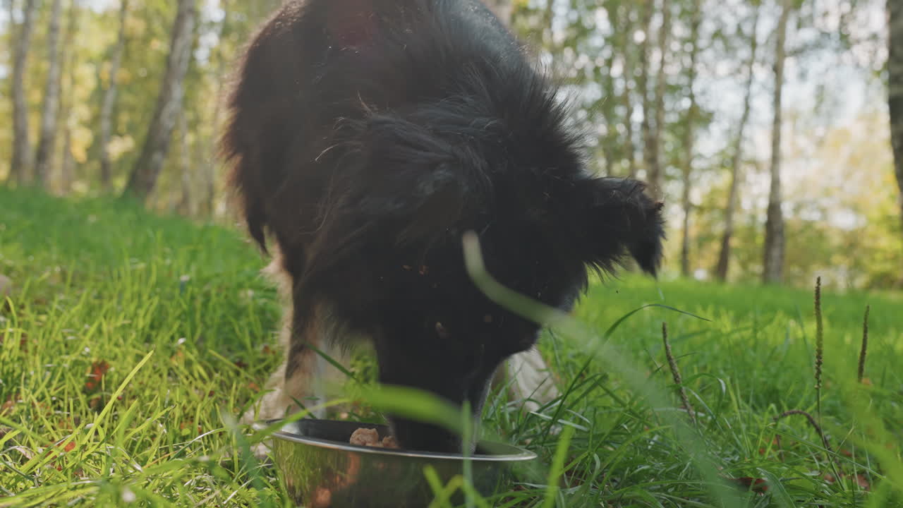 Hund genießt sein Frühstück im Freien. Eine idyllische Szene im Freien mit einem Hund, der bei Sonnenaufgang unter Bäumen frisst. Ein ruhiger Camping-Morgen zeigt einen Hund, der friedlich aus einer Metallschale frisst, umgeben von Tau und Sonnenlicht.