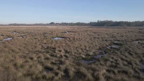 Fly-by-of-a-bird-protected-habitat