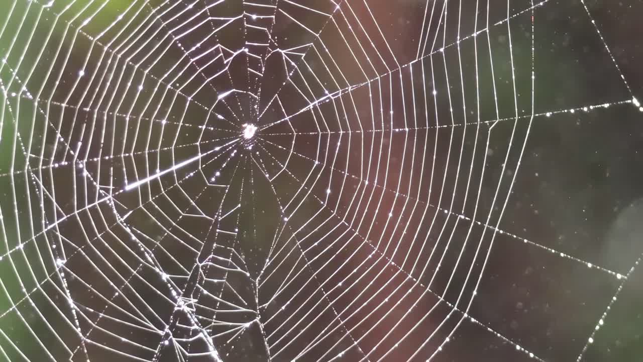 Detailed view of a spider web adorned with dew drops against a blurred natural background.