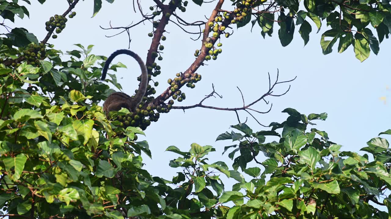열매 를 잡기 위해 가지 에서 내려와 다시 올라가는 것 을 볼 수 있다. 태국 의 삼 줄무 ⁇   ⁇ 리티아 트리비르가타