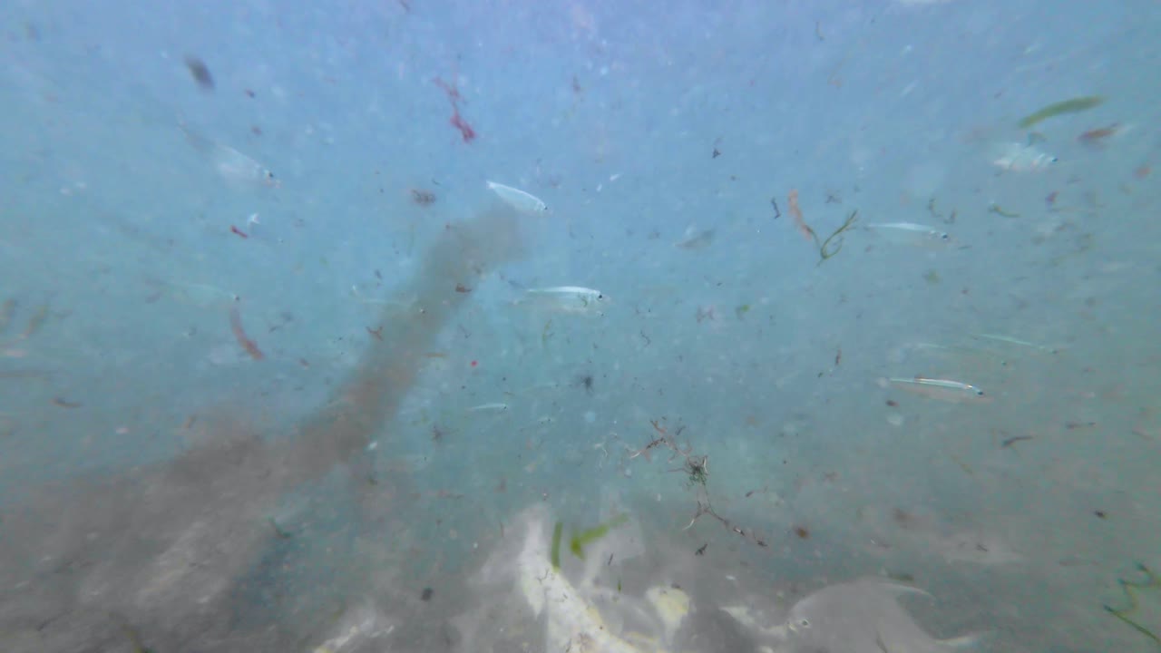 Dynamisk undervandsscene med bonefish, tarpon og sardiner, der spiser i lavt tropisk vand. Sollys filtrerer gennem overfladen og oplyser svævende partikler. Naturlig spiseadfærd.