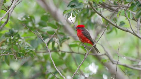 plumaje de color rojo vivo, papamoscas escarlata macho, pirocefalus rubinus posado en una ramita y volando con hojas verdes balanceándose en el viento en el fondo, en los humedales de ibera, reservas pantanales