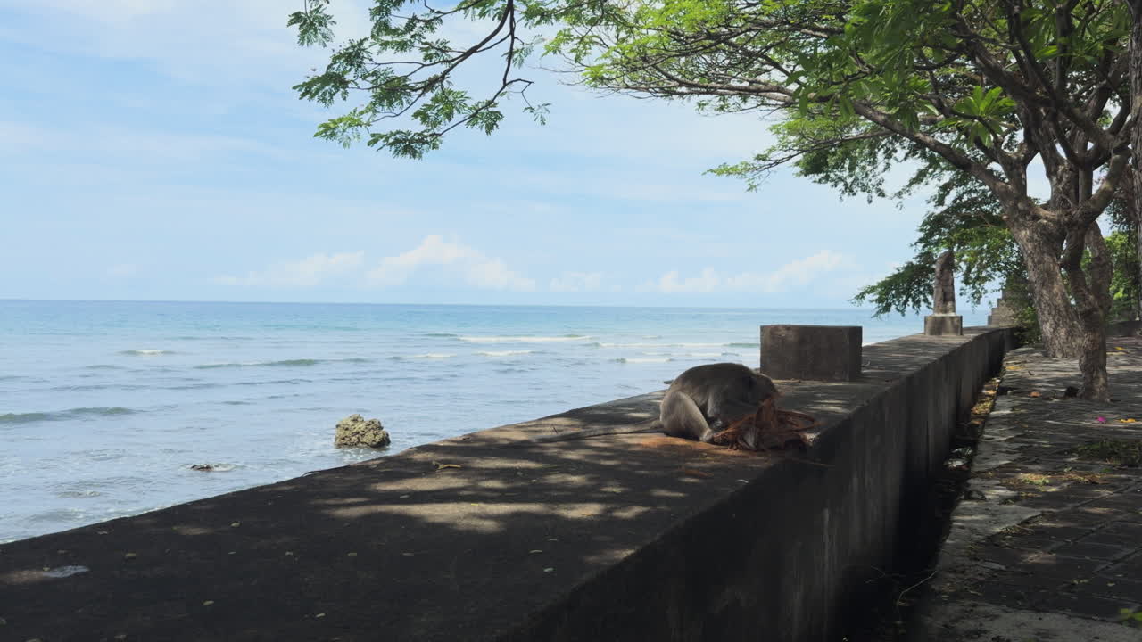 Long-tailed macaque (Macaca fascicularis) atop a concrete sea wall along the coast in Pemuteran, Bali, shaded by trees with ocean waves gently rolling in behind.