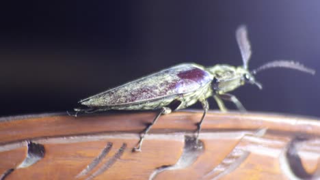 Big-black-bug-walks-among-dark-room