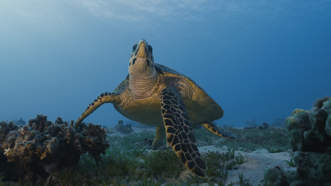 Hawksbill sea turtle poses. Red sea.