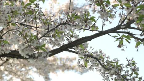 slow motion view of cherry blossoms on sunny spring morning