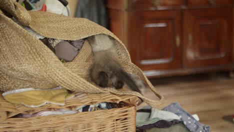 two kittens examining a bag of clothes