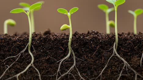 the transformation of seedlings: a close-up look at germination and growth in soil, highlighting the roots and sprouts of young plants