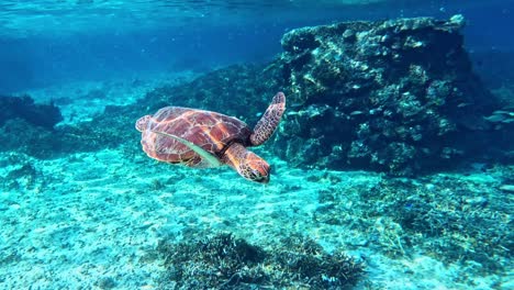 closeup of green sea turtle swimming in crystal clear ocean and school of tropical reef fish