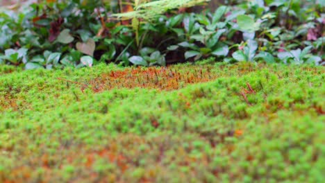 el musgo es muy común en el diseño de jardines japoneses