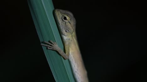 the oriental garden lizard is also called the eastern garden lizard, bloodsucker and changeable lizard