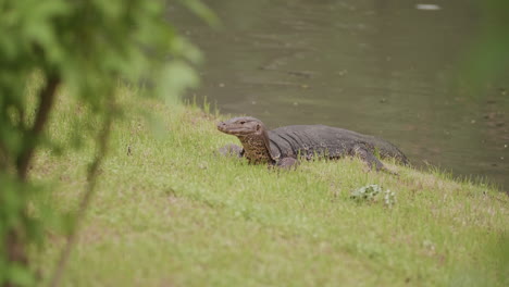 monitor lagarto por el agua