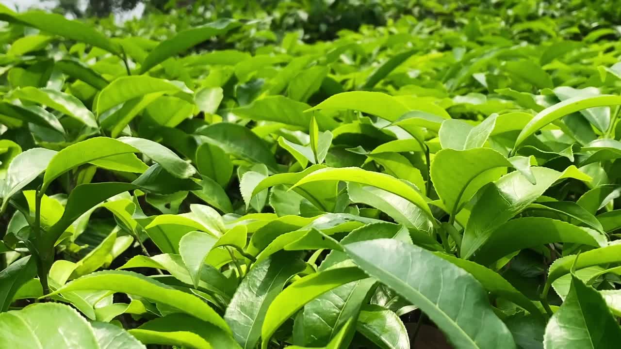 Lush Green Tea Plantation