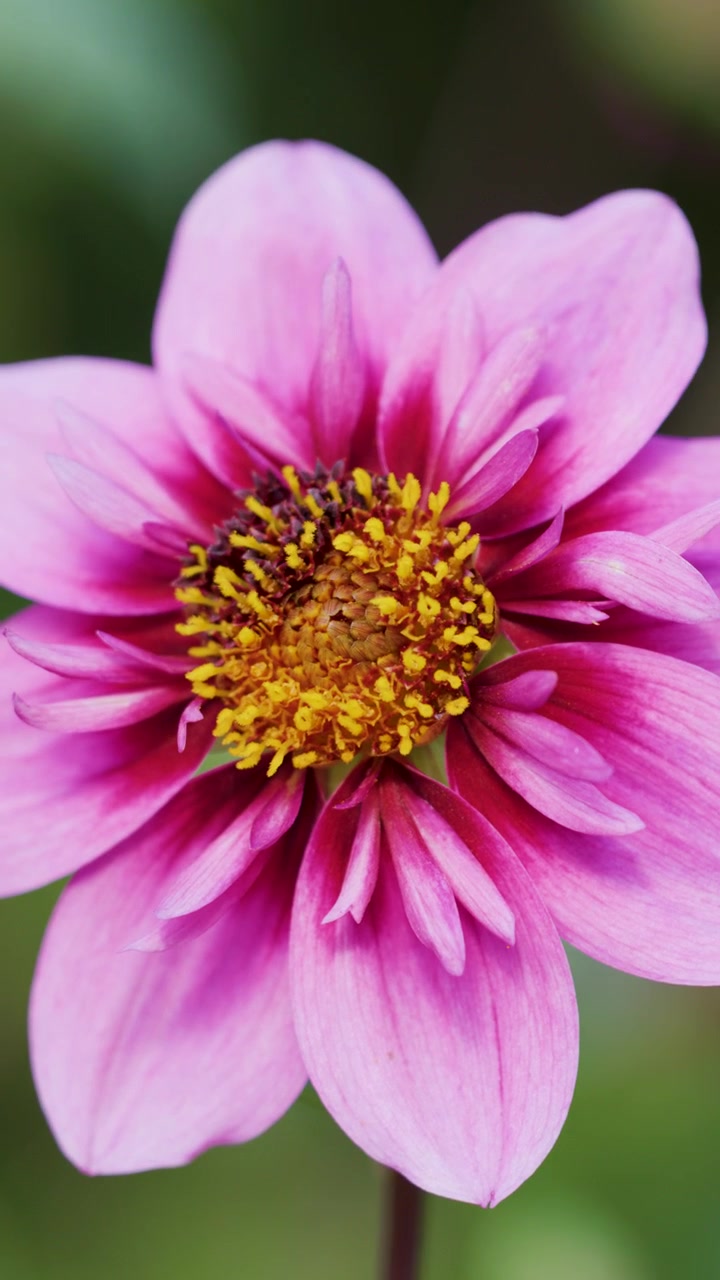 Vista Macro de Flor de Dália Rosa com Centro Amarelo, Luz Natural Suave, Baixa Profundidade de Campo