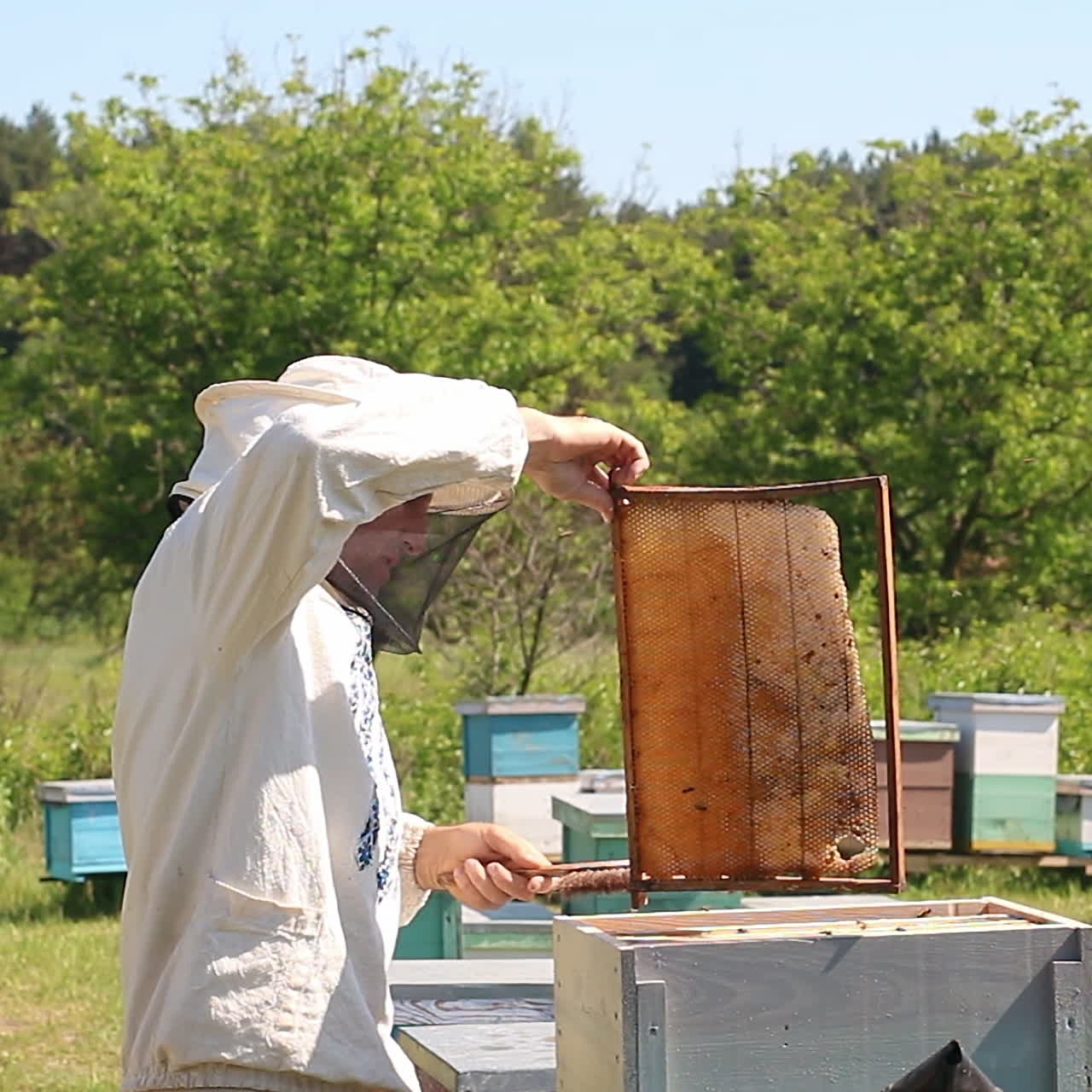 beekeeper works on an apiary, an open beehive. The bees collect honey. Frames of a bee hive. An apiary in the summer.