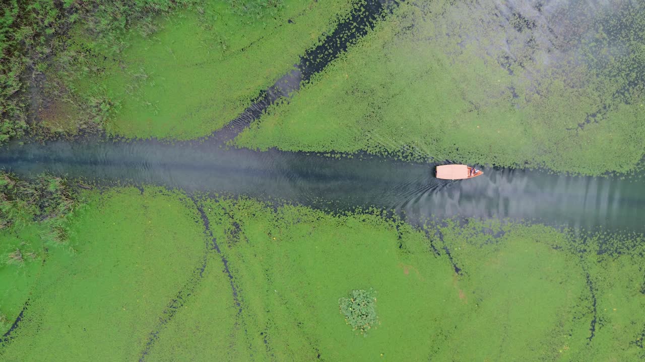 Aerial of a boat tour on Lake Skadar National Park narrow channels through marsh willows, aquatic vegetation