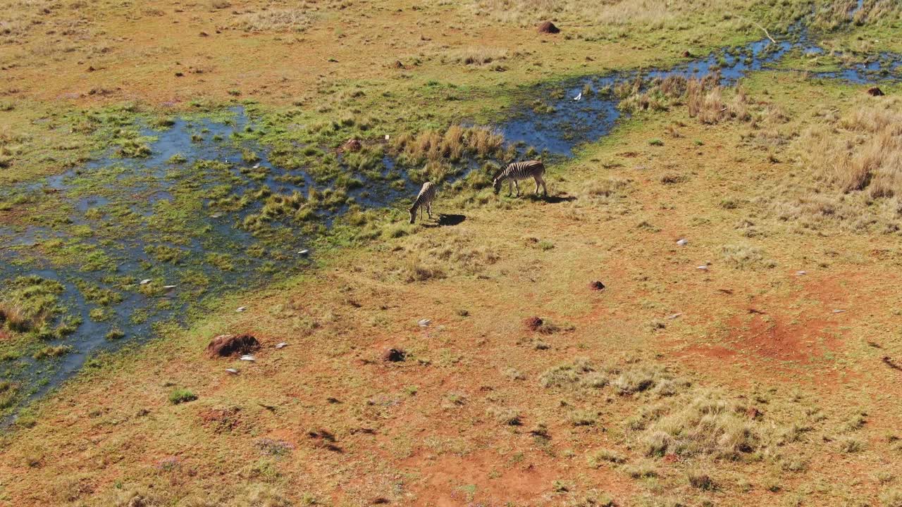 Drone aerial pan down to two zebra's at a natural spring in the wild