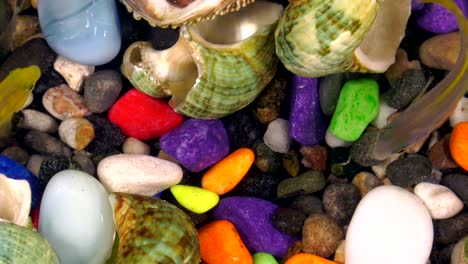 fishes in underwater in colorful aquarium