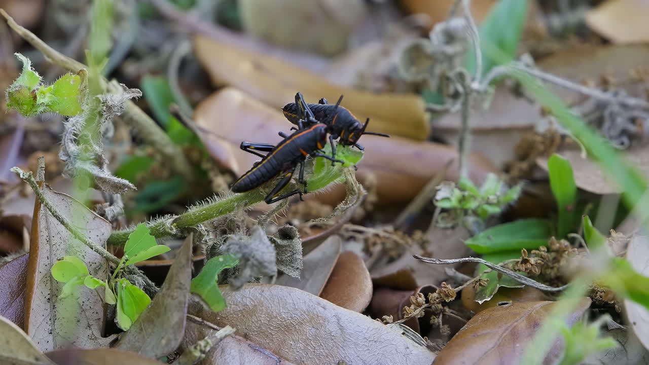 Two lubber grasshoppers interacting as one eats part of a lush green plant and the other tries to fight it and push it away.