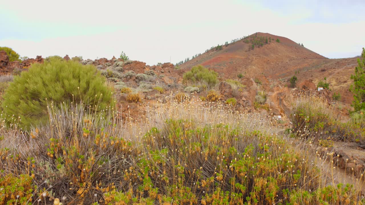 Panoramic view of typical vegetation in Teide National Park, Tenerife, Canary Islands, Spain.