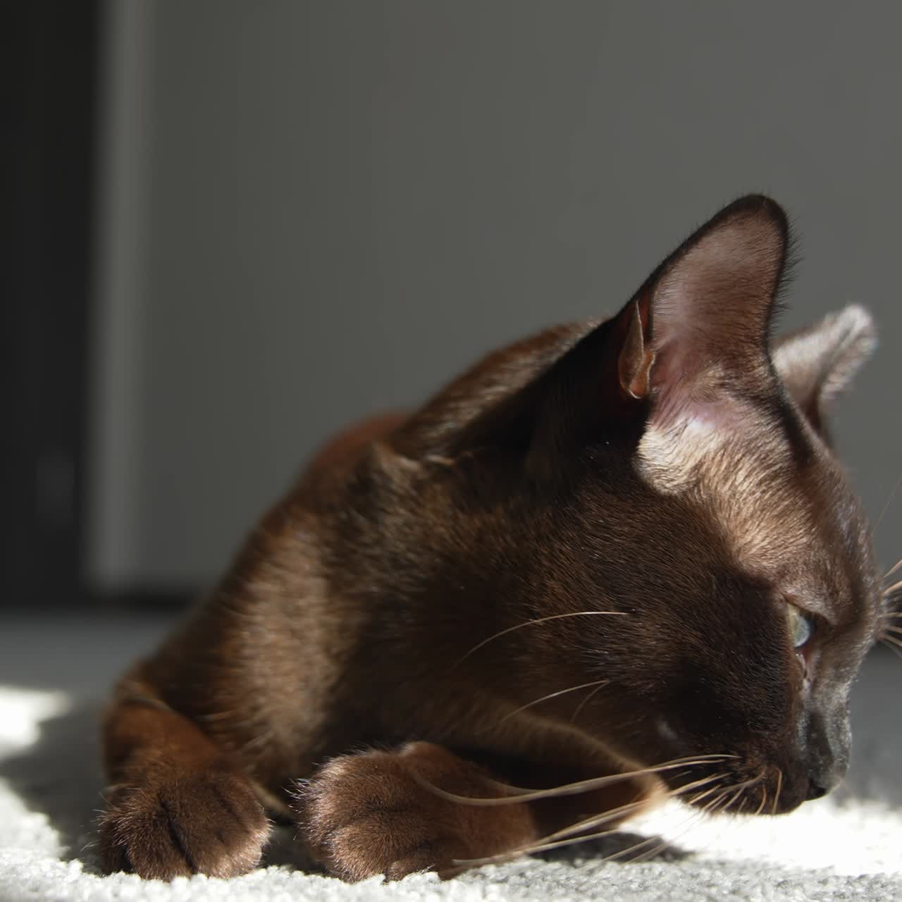 Gatto che sbadiglia con la bocca spalancata e mostra i denti. Gatto Burmese marrone