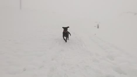 black dog runing from and to the camera on snow