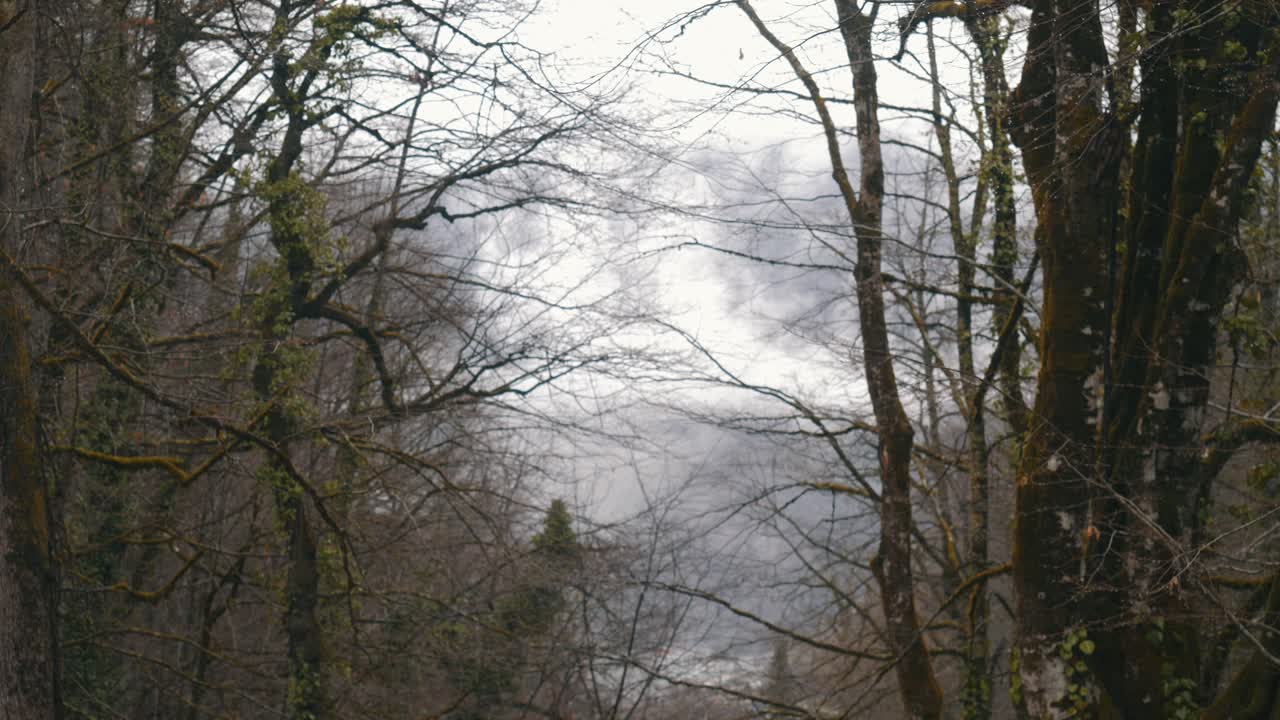 Misty Forest Landscape