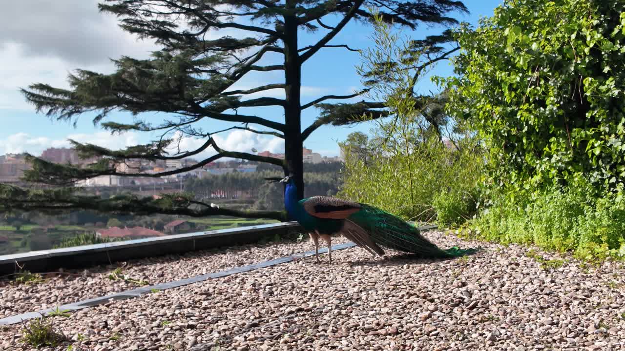 Peacock side view in Porto park on sunny day