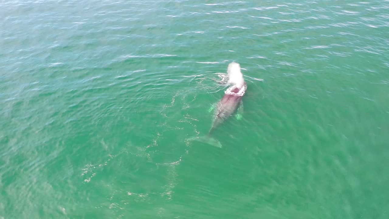 vista aérea de una ballena jorobada madre y su bebé nadando juntos en aguas tranquilas del océano azul, ballena jorobada escupiendo, ballena jorobada con su hijo en el agua