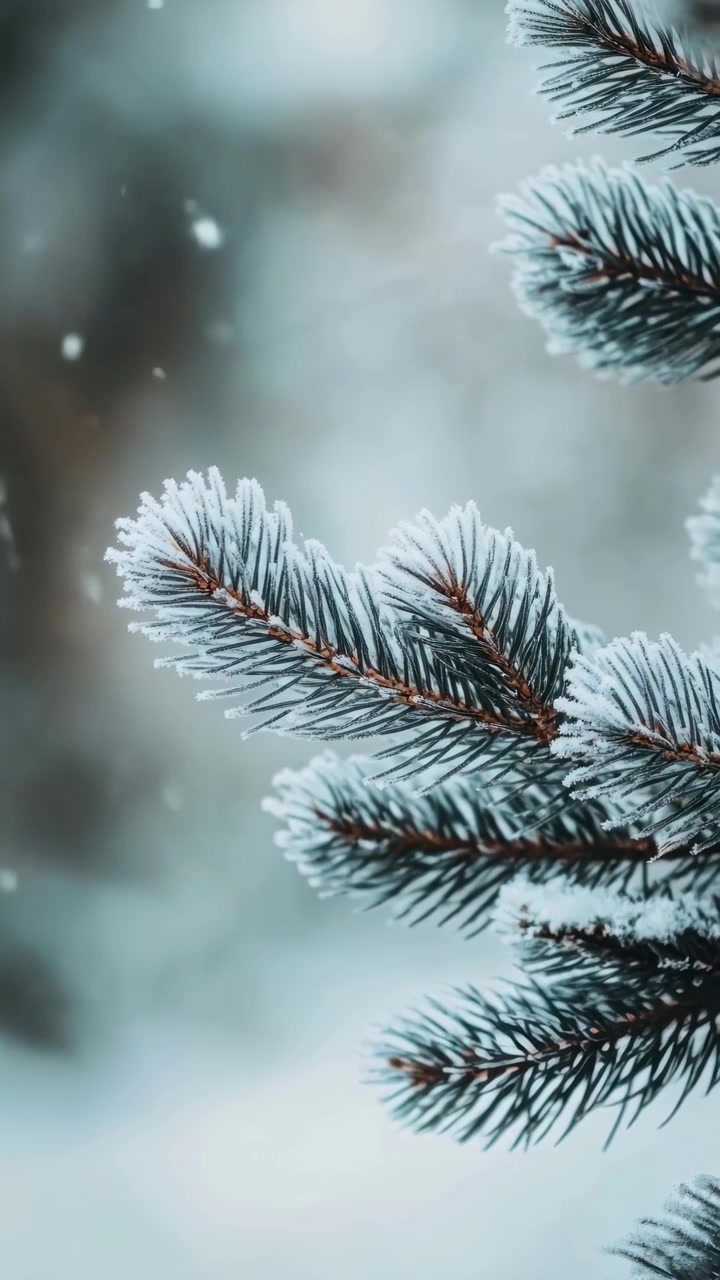 Снег падает на заиндевевшие ветви сосны.