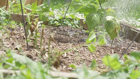 garden-box-being-watered-watering-can-stream-shower-beans-soil-saturated-slow-motion