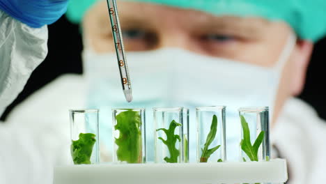 científico realiza investigaciones con plantas en laboratorio