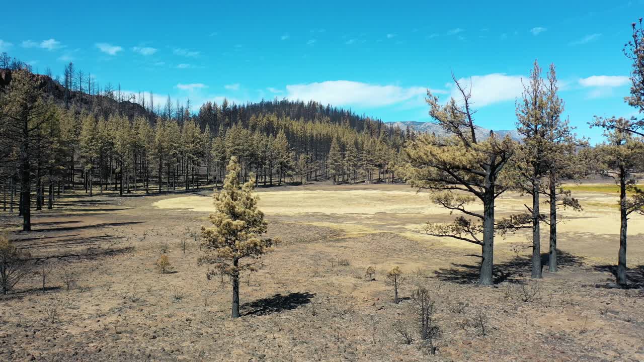 Veduta aerea della foresta bruciata e distrutta e della distruzione della natura selvaggia causata dall'incendio Caldor vicino al Lago Tahoe, California