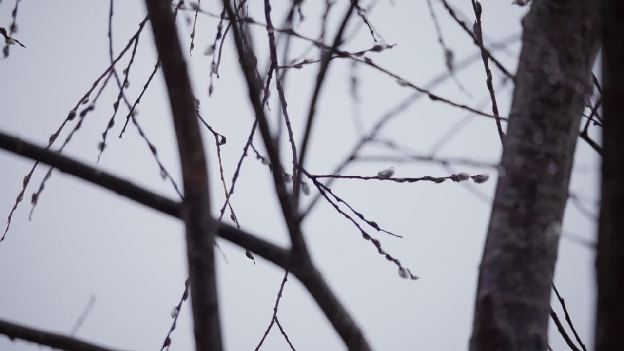 Rack Focus On Twig And Branches Of A Leafless Tree