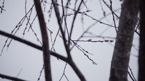 rack focus on twig and branches of a leafless tree