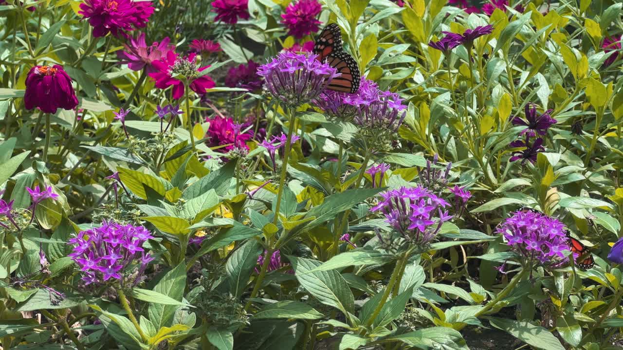 mariposa monarca en un jardín con flores púrpuras
