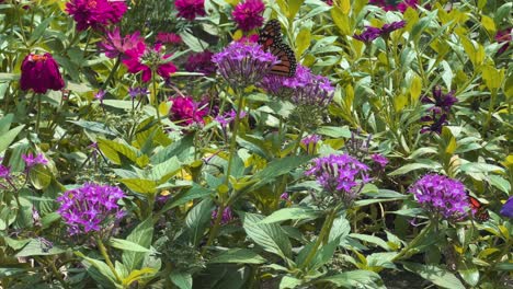 Monarch-butterfly-in-a-garden-with-purple-flowers