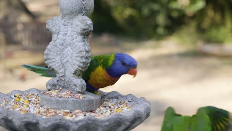 Two-rainbow-lorikeets-eating-seeds---one-flies-away---slow-motion