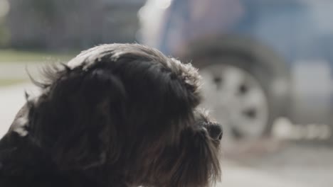 close up of black dog looking outside at a car while white dog walks by in reflection