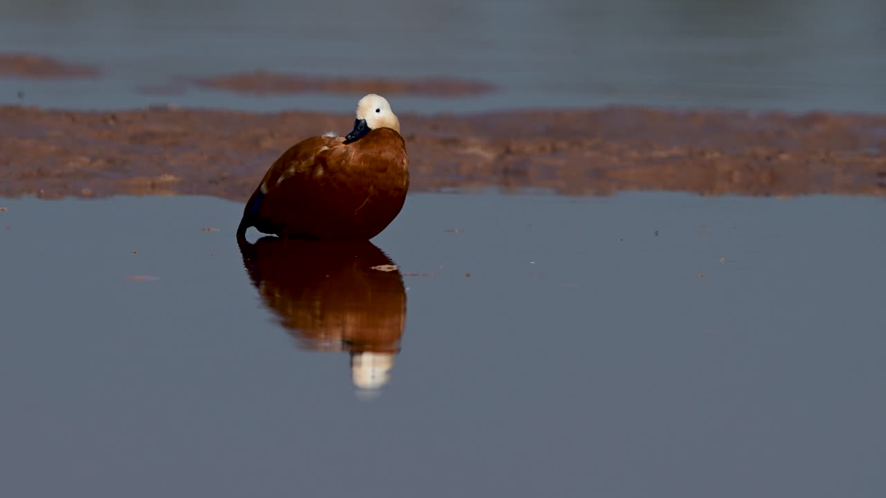 L'ambiente è perfettamente calmo, permettendo uno sguardo dettagliato all'anatra e al suo riflesso nel fiume poco profondo