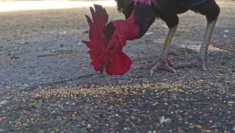 slow motion shot of black cock or rooster eating broken wheat from the ground