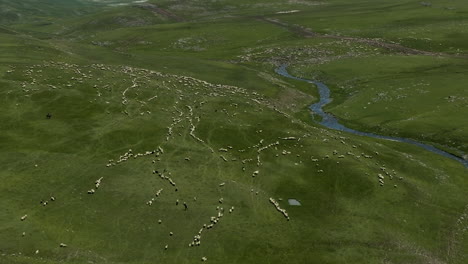 hundreds of sheeps grazing on the mountain hills with green grass near the ktsia river in georgia